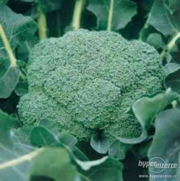Brokolice Ramoso Calabrese Natalino - semena - foto 1