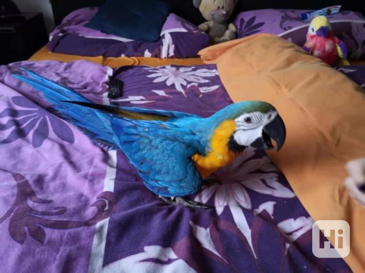Ručně odchovaní modrozlatí papoušci již k dispozici - foto 1