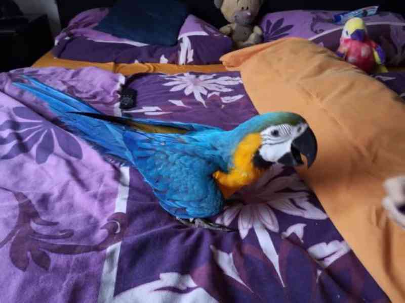 Ručně odchovaní modrozlatí papoušci již k dispozici
