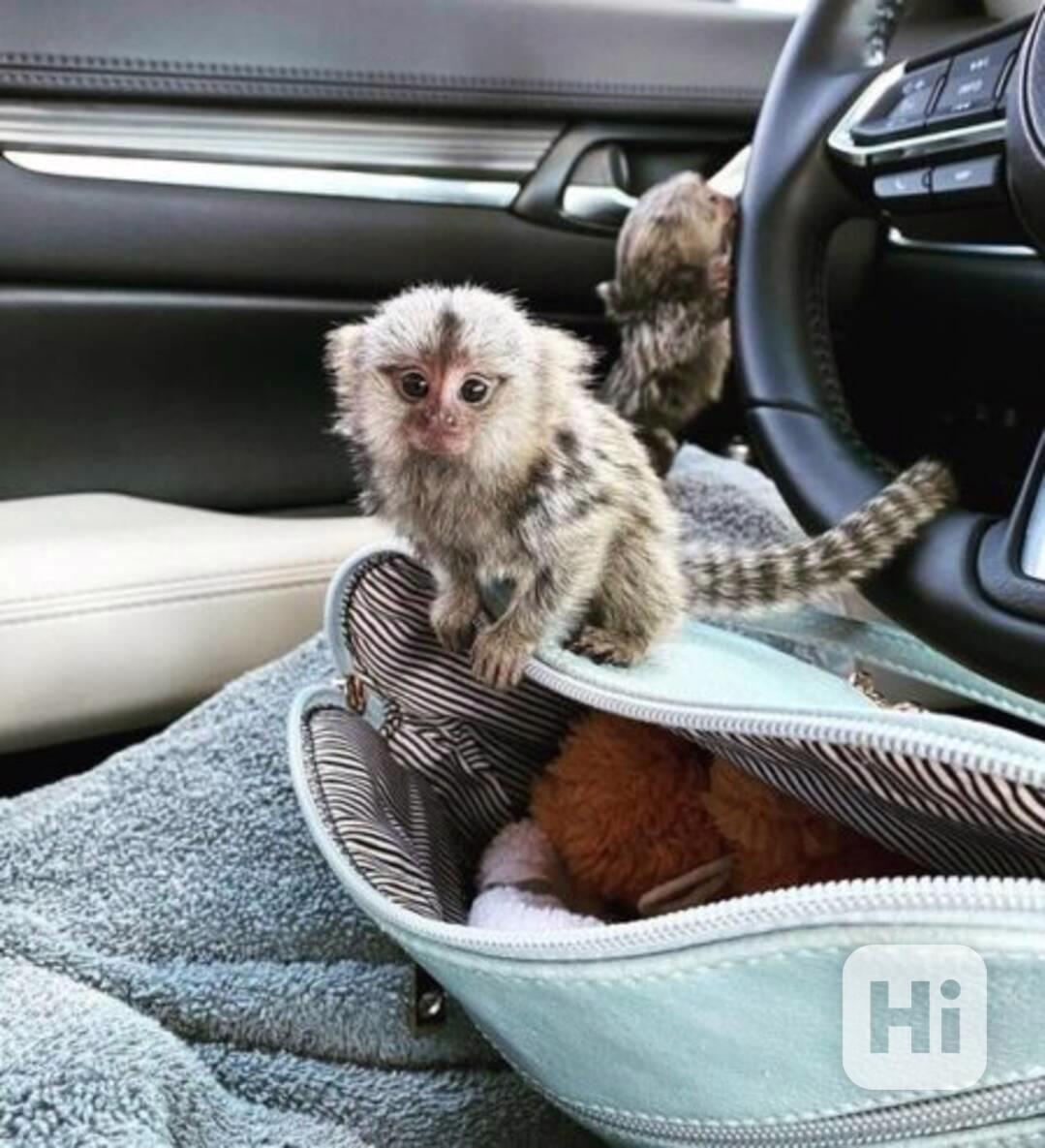 Pár kosmanů trpasličích k adopci. - foto 1