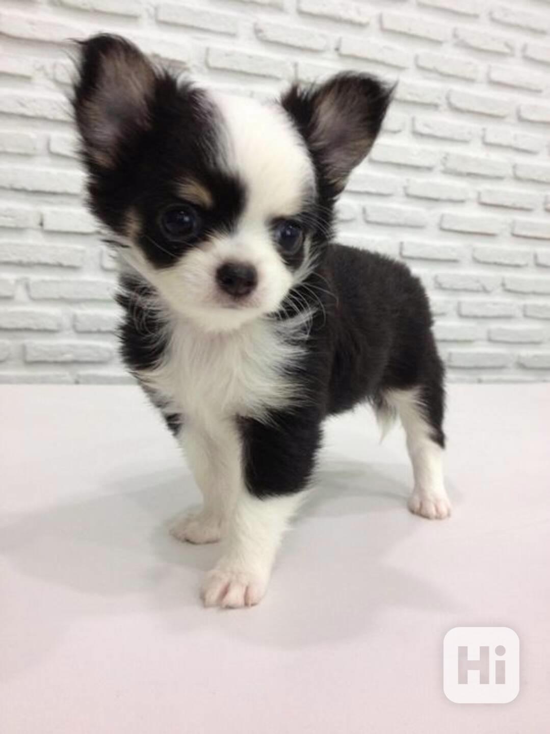 Čivava - štěňátka bez pp - foto 1