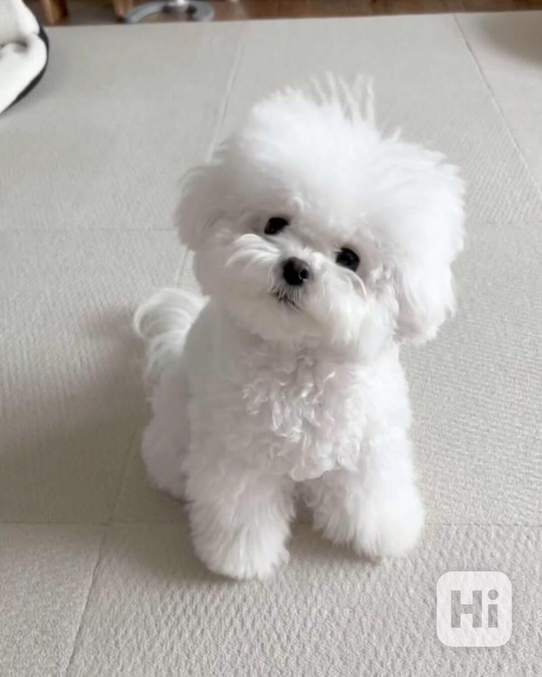 Krásný bišonek..  - foto 1