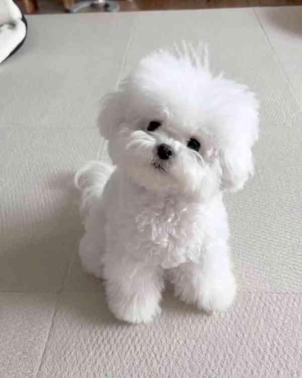 Krásný bišonek..  - foto 1