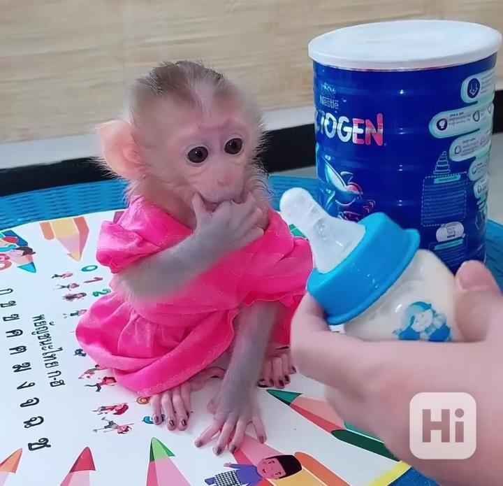 Mláďata kapucínů k dispozici pro zodpovědné přemístění - foto 1