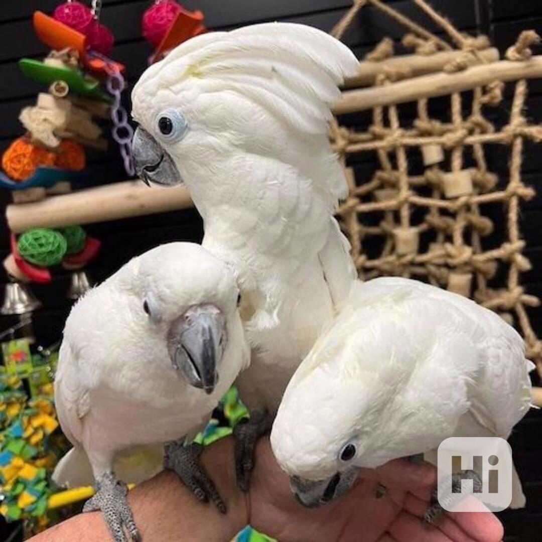 Kakadu Kakadu Kakadu - foto 1