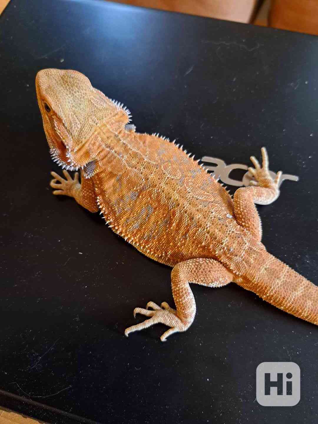 Agama vousatá sameček  - foto 1