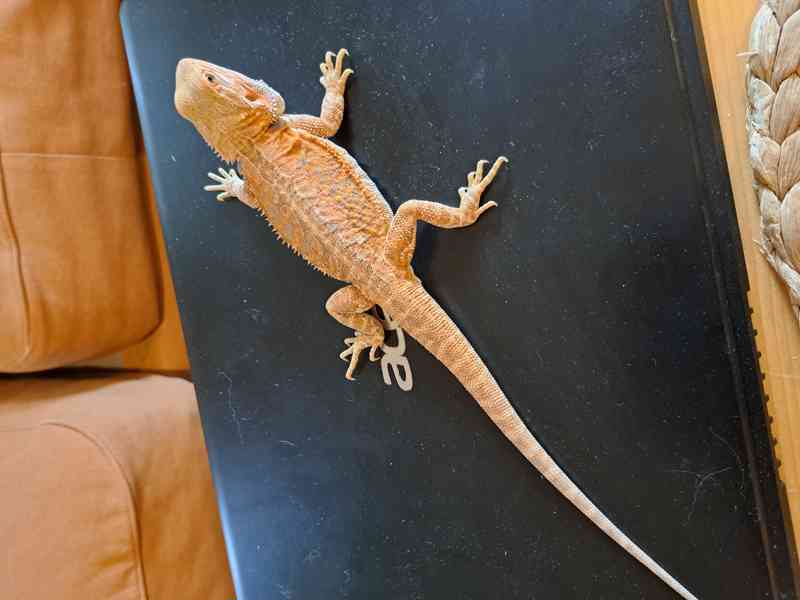 Agama vousatá sameček  - foto 7