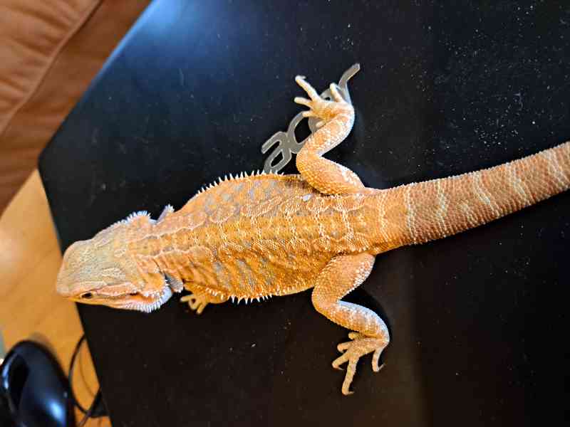 Agama vousatá sameček  - foto 4