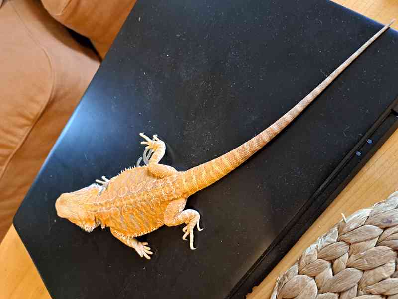 Agama vousatá sameček  - foto 6