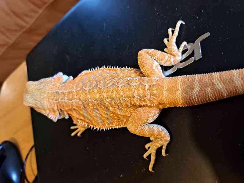Agama vousatá sameček  - foto 3