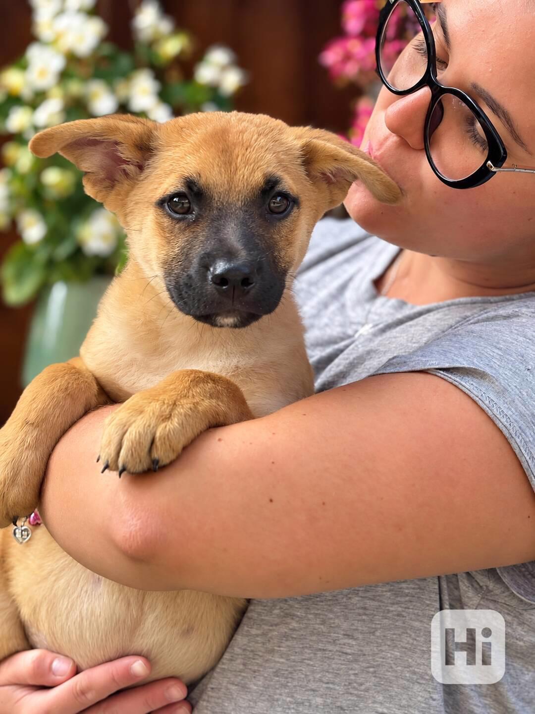 LARRY a LEONARD ( adoptovaný ) - štěňátka 3 měsíce  - foto 1