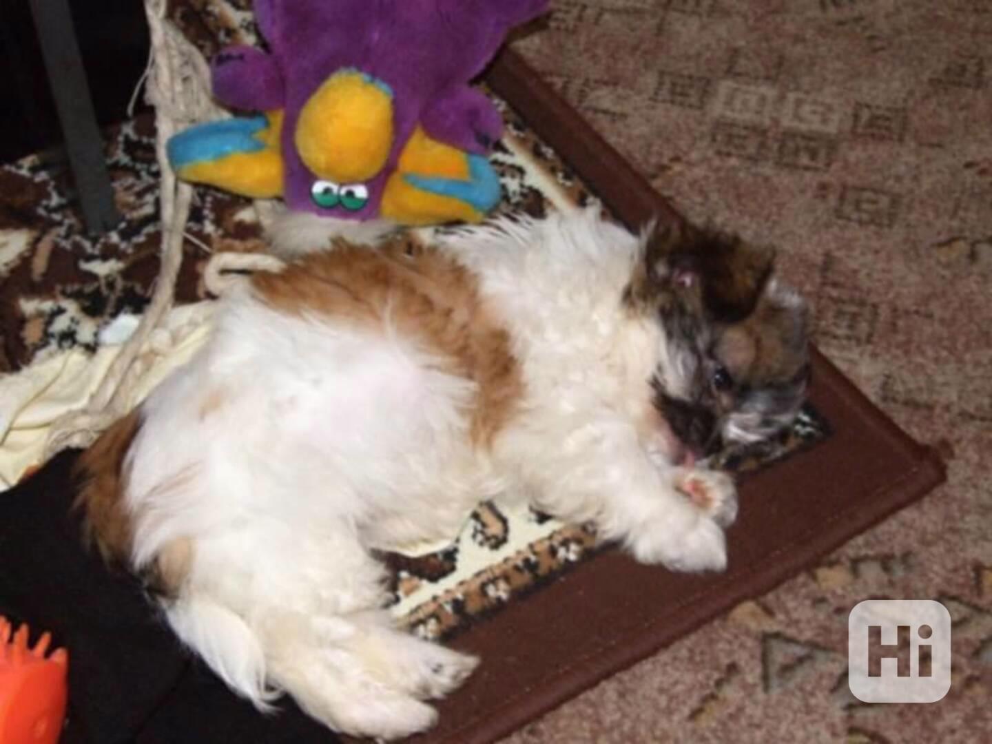 Koupím štěňátko shih-tzu fenku  - foto 1