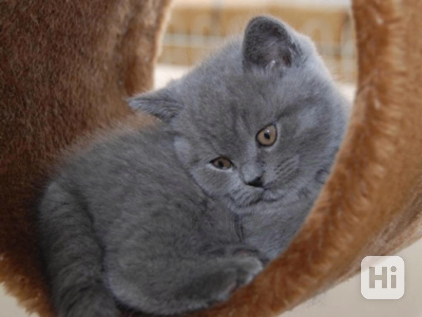 Britská krátkosrstá koťata s rodokmenem - foto 1