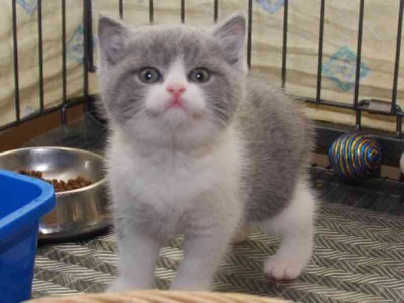 Britská krátkosrstá koťata s rodokmenem - foto 2