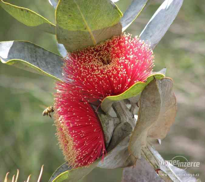 Eucalyptus  Macrocarpa - semena - foto 1