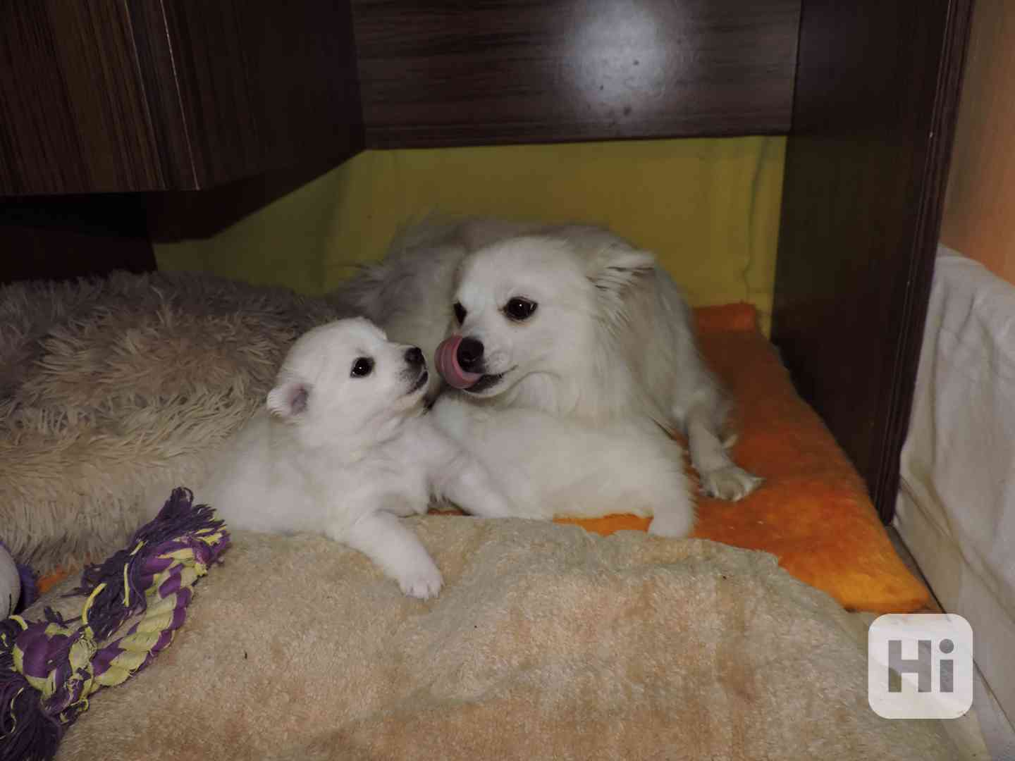 Prodám štěně  pejska středního bílého Německého špice - foto 1