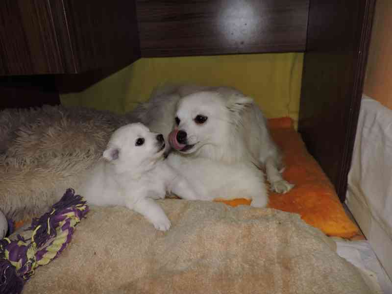 Prodám štěně  pejska středního bílého Německého špice - foto 1