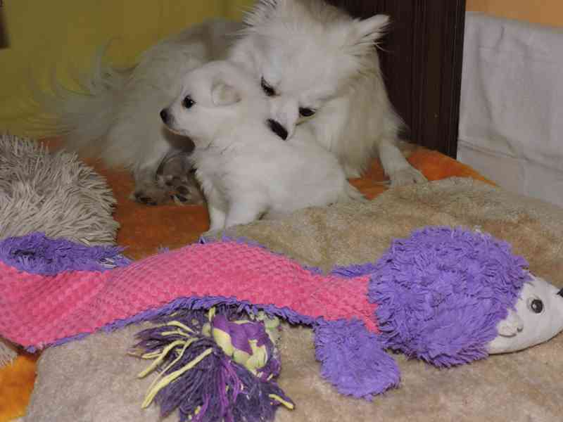 Prodám štěně  pejska středního bílého Německého špice - foto 2