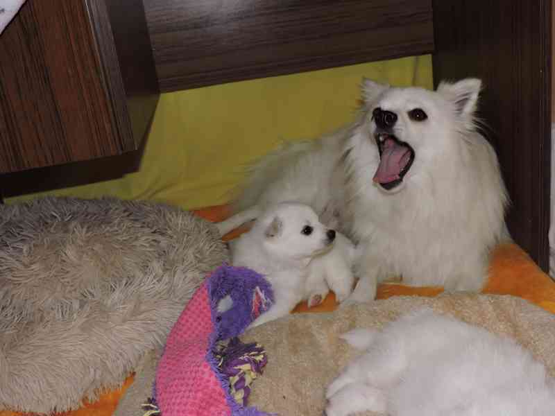 Prodám štěně  pejska středního bílého Německého špice - foto 3