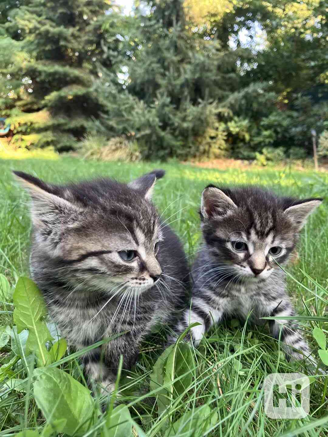 Kotě mainské mývalí - foto 1