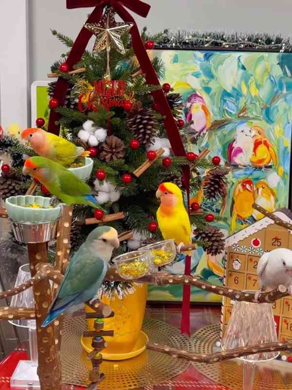 africký šedý papoušek - foto 3