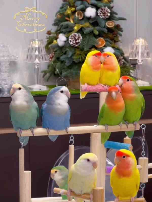 africký šedý papoušek - foto 2