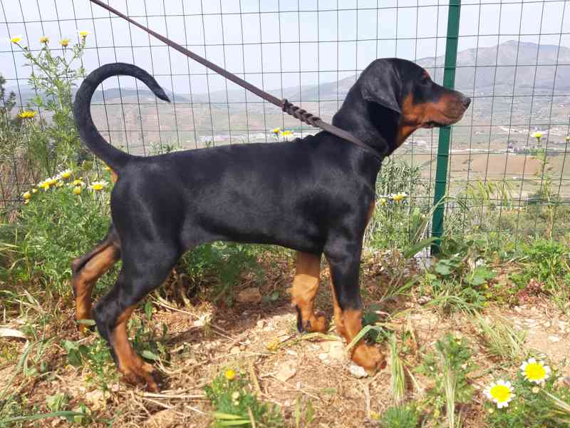 Doberman s PP  - foto 2