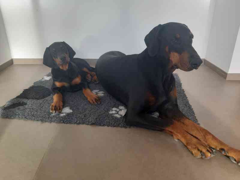 Doberman s PP  - foto 5