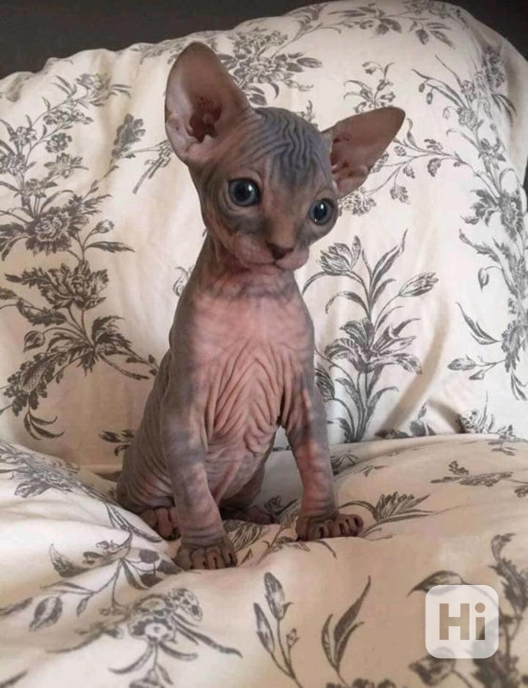 Sphynx kočičky - foto 1