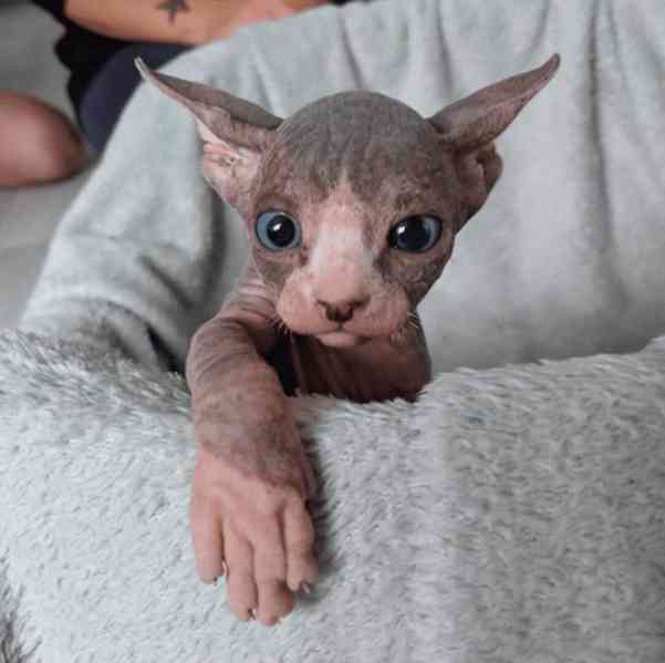 Sphynx kočičky - foto 2
