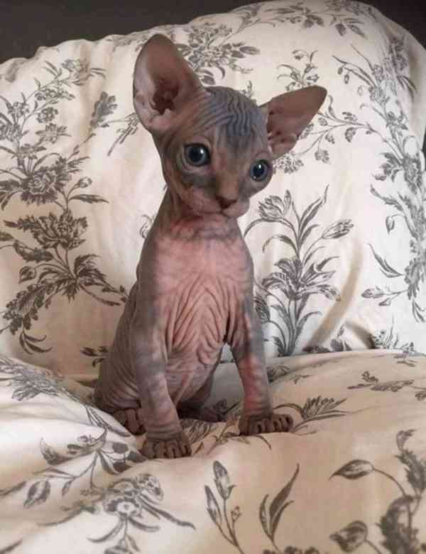 Sphynx kočičky - foto 1