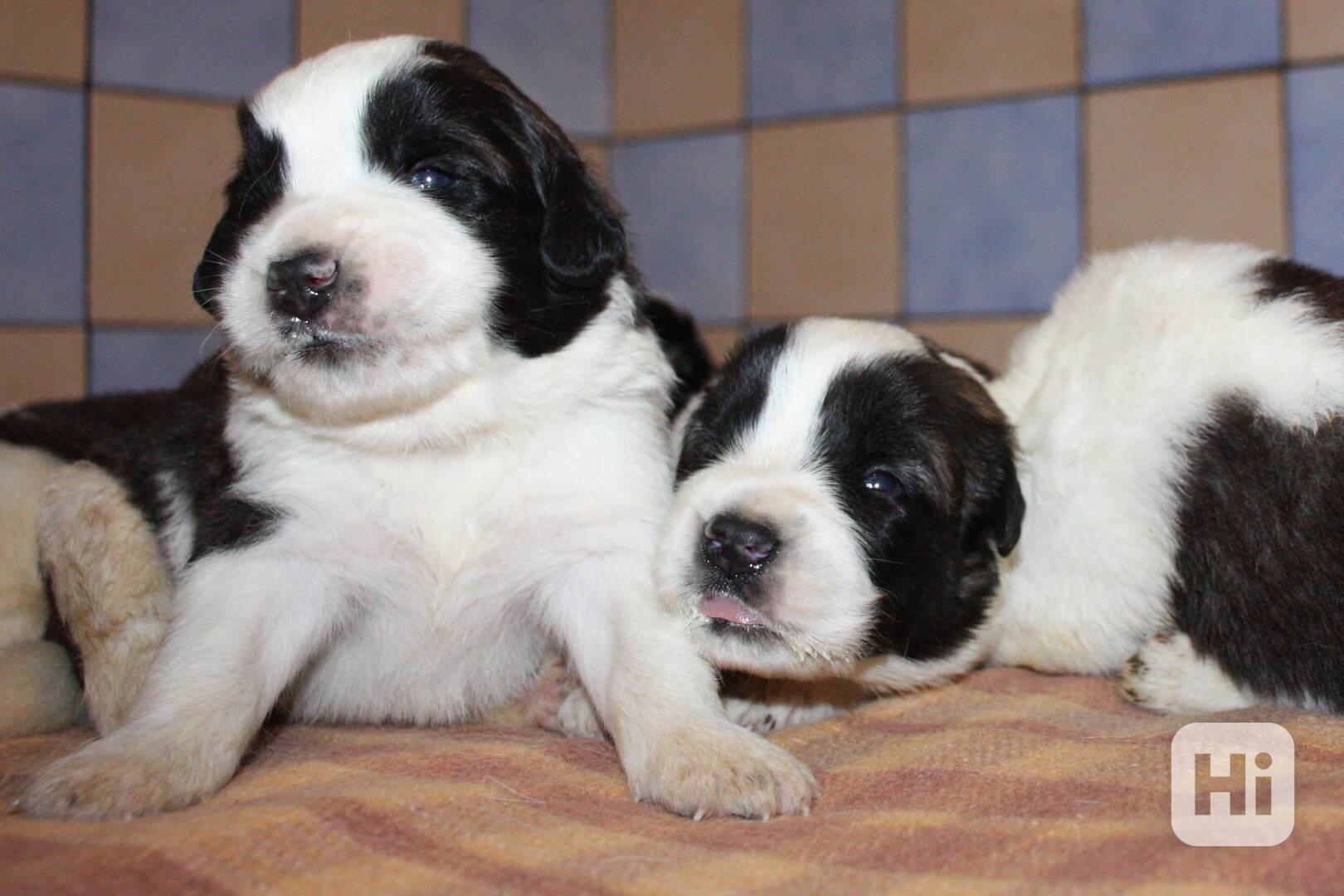 Moskevský strážní pes - foto 1