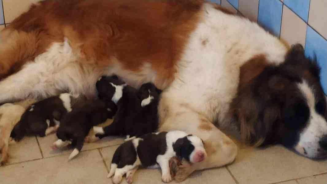 Moskevský strážní pes - foto 3