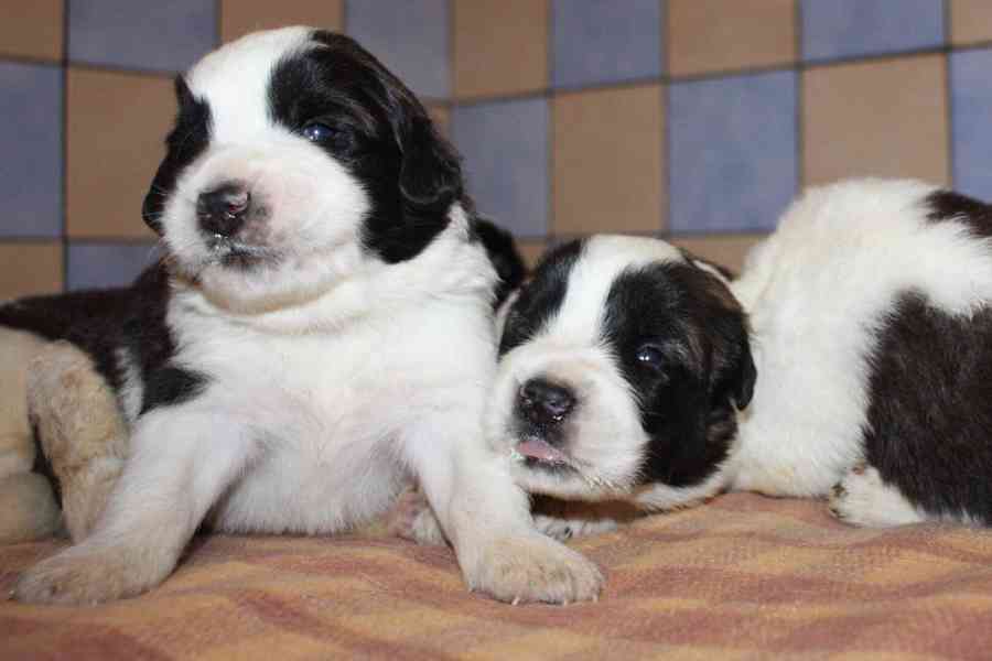 Moskevský strážní pes - foto 1