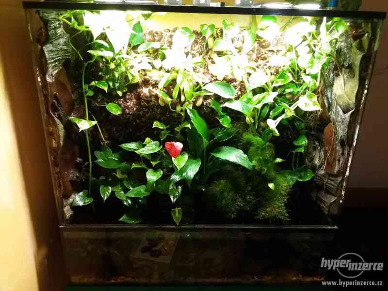 Terarium, paludarium 110x110x50 - foto 1