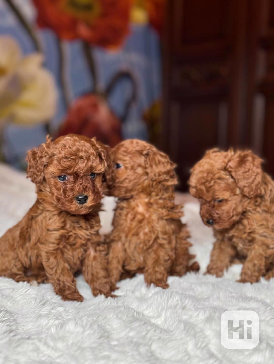 Červení toy pudlíci (2 kluci a 1 fena) - foto 1