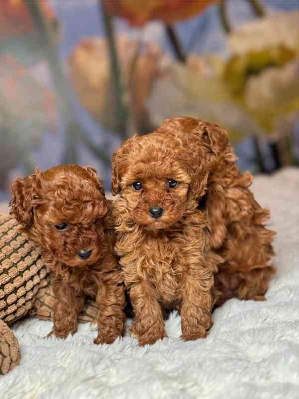 Červení toy pudlíci (2 kluci a 1 fena) - foto 2