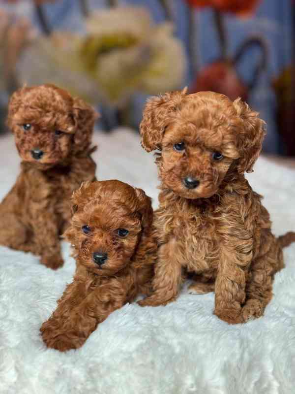 Červení toy pudlíci (2 kluci a 1 fena) - foto 5