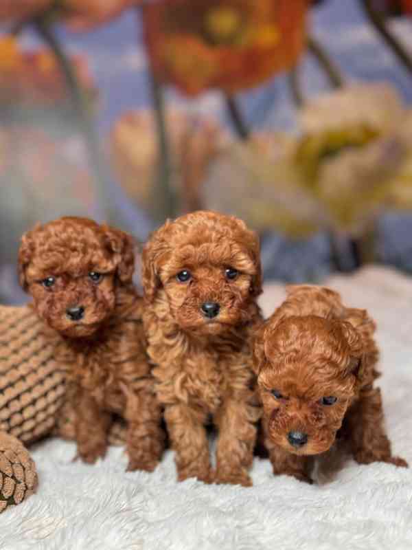 Červení toy pudlíci (2 kluci a 1 fena) - foto 7