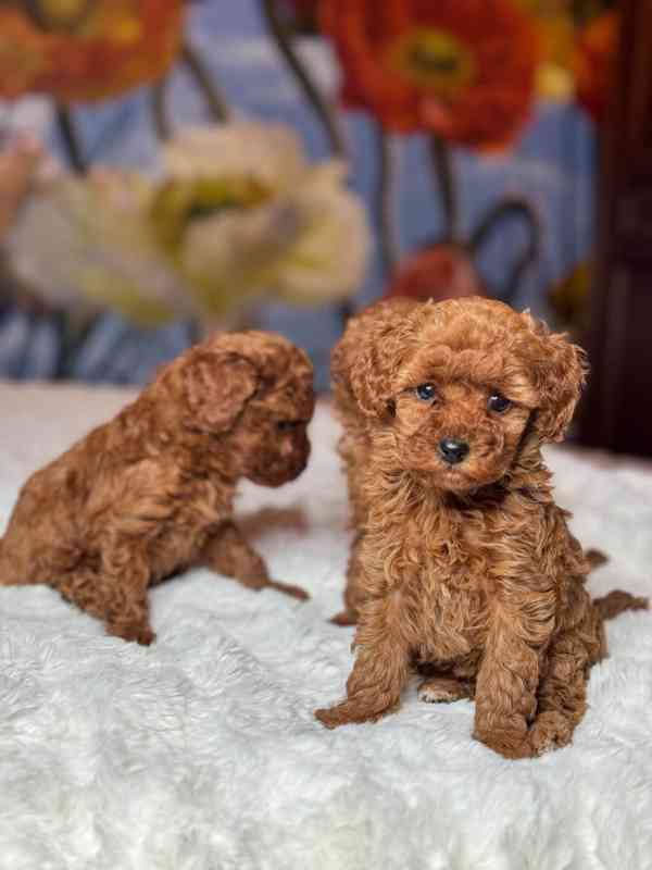 Červení toy pudlíci (2 kluci a 1 fena) - foto 3