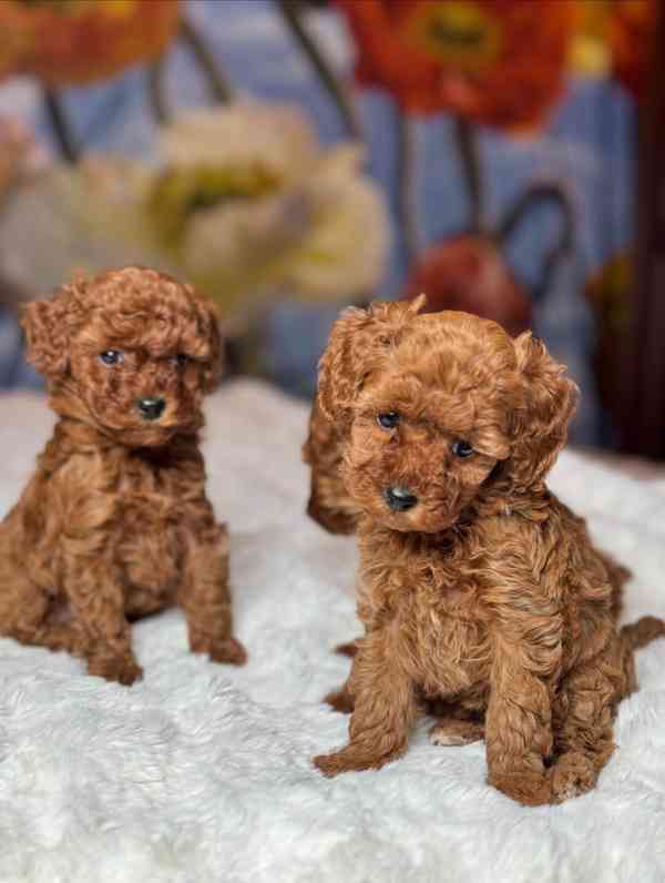 Červení toy pudlíci (2 kluci a 1 fena) - foto 4