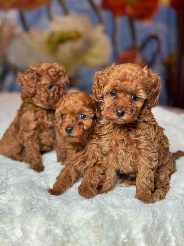 Červení toy pudlíci (2 kluci a 1 fena) - foto 8