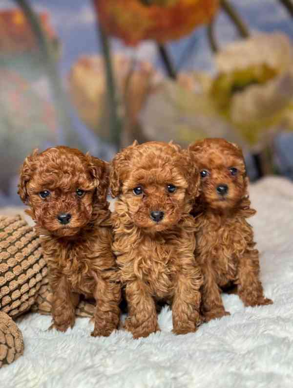 Červení toy pudlíci (2 kluci a 1 fena) - foto 6