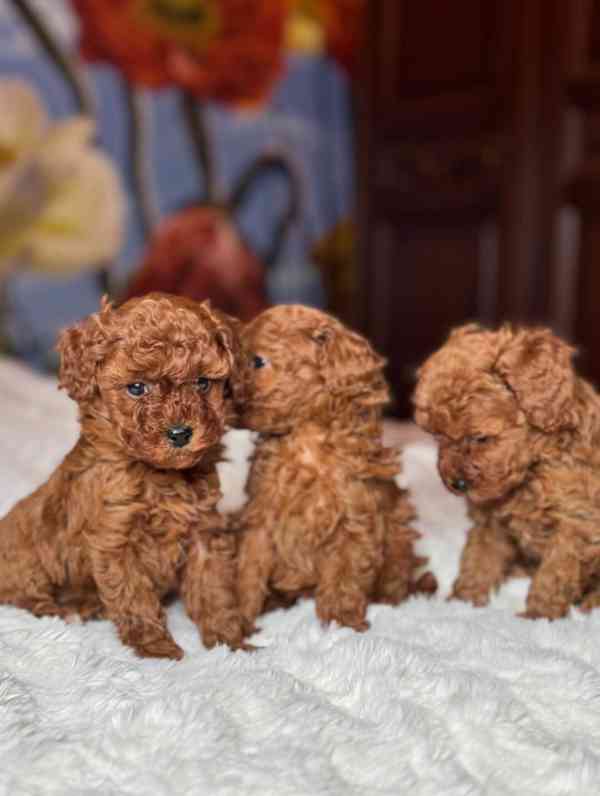 Červení toy pudlíci (2 kluci a 1 fena) - foto 1