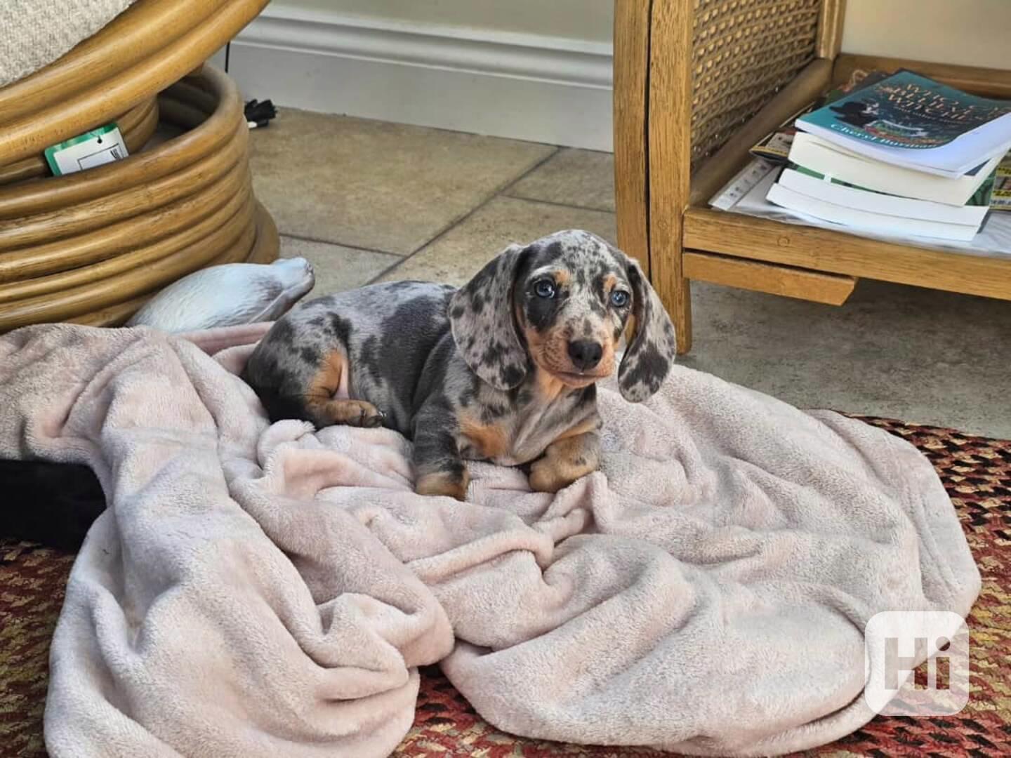 Dashchund - foto 1