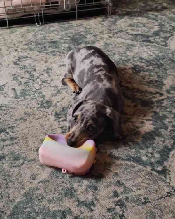 Dashchund - foto 3