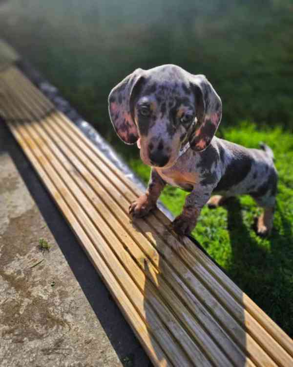 Dashchund - foto 5
