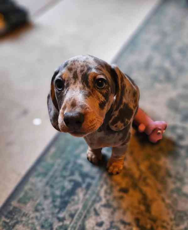 Dashchund - foto 4