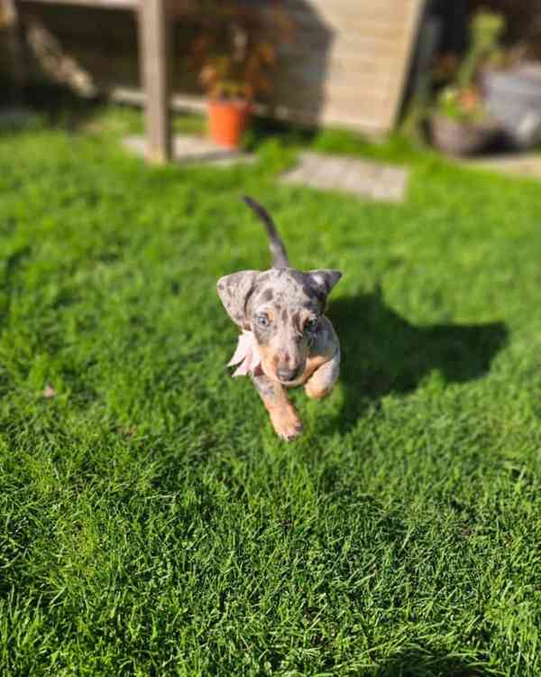 Dashchund - foto 2