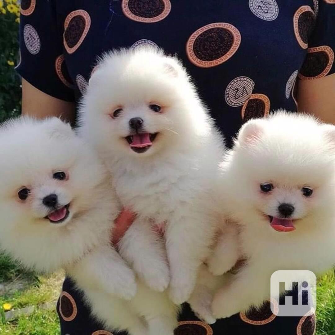 K dispozici 2 úžasná štěňata pomeraniana - foto 1